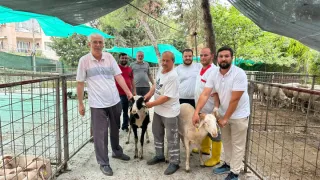 Kestanepazarı Kurban Bayramına Hazır